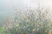 Eucalyptus gunnii - Cider Gum, on a foggy autumn morning at Great Dixter