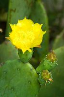 Opuntia robusta - Prickly Pear Cactus in flower. Grown outside during the summer at Great Dixter