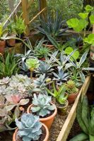 Cacti and succulents on the bench in the greenhouse at Great Dixter