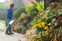 Tara Cully watering the pot display in front of the porch at Great Dixter on a misty autumnal morning. Container display includes Ensete ventricosum, Pelargonium 'Frank Headley', Pseudopanax lessonii 'Gold Splash', Begonia scharfii, Rudbeckias, Fuchsias and Aeoniums