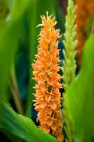 Hedychium densiflorum 'Assam Orange' -  Ginger Lily, Garland Lily