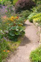 Curving concrete garden path and adjacent colourful late summer borders with Ligularia 'Gregynog Gold' and Verbena bonariensis at 'Springbank', Davenham, Cheshire, NGS