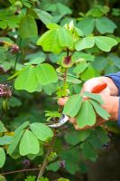 Amicia zygomeris - Taking semi ripe cuttings from tender perennials. Cutting terminal shoot without flowers just below a leaf node with secateurs. Demonstrated by Kathleen Leighton, nursery manager at Great Dixter