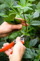 Taking cuttings from Dahlias. Taking cutting from vigorous stem using secateurs. Demonstrated by Kathleen Leighton, nursery manager at Great Dixter