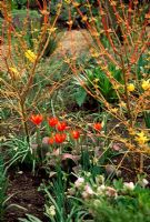 Cornus 'Midwinter Fire' and Tulipa kaufmanniana in early Spring