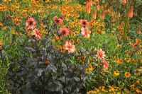 Dahlia 'Pathfinder', Kniphofia 'Alcazar' and Helenium 'Waldtraut' flowering in July - The Savill Garden, Windsor Great Park