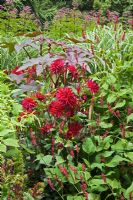 Summer border with Dahlia 'Doris Knight', Ricinus communis, Persicaria  amplexicaulis 'Firedance' flowering in July - The Savill Garden, Windsor Great Park