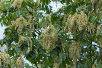 Ailanthus altissima flowering in July - Tree of Heaven. The Savill Garden, Windsor Great Park