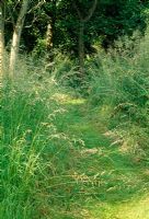 Path mown through wild grasses - Weir House, Hants