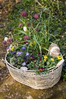 Old wire basket filled with Fritillaria meleagris - Snakes Head Fritillary, Anemone blanda, mixed Viola and patterned stones
