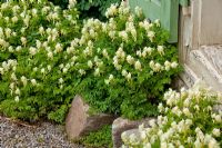 Corydalis ochroleuca growing on rocks