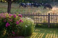 Wooden fence with grazing cows. Rosa 'Hansa', Achillea ptarmica and Geranium psilostemon 