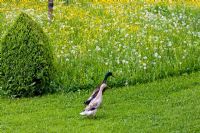 A pair of Indian Runner Ducks next to a Wild Flower Meadow containing Crepis biennis, Ranunculus, Taraxacum officinale  with Buxus cone 