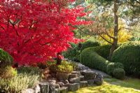 Autumn in a Japanese Garden with a stone wall and clipped hedge and Acer palmatum 'Osakazuki', Erica, Pinus sylvestris and Taxus baccata