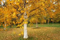 Betula papyrifera