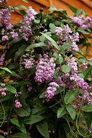 Hardenbergia violacea 'Happy Wanderer'