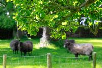 Gotland sheeps in the garden of sculptor Mieke Holt at Wieringen, Holland
