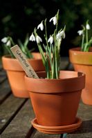 Terracotta pots of Galanthus nivalis in February