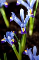 Fragrant dwarf Iris 'Harmony'