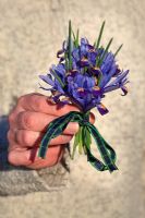 Mans' hand holding a posy of Dwarf Iris 'Harmony' tied with a ribbon