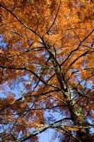 Metasequoia glyptostroboides in Autumn