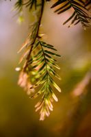 Metasequoia glyptostroboides in November