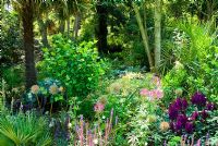 Mixed planting includes Palms, purple Salvias, pink Cleomes and crimson Astilbes. Abbotsbury Subtropical Gardens, Dorset, UK
 