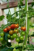 Tomato 'Sweet Million'. RHS Garden Rosemoor, Great Torrington, Devon, UK