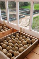 Chitting early seed potatoes, variety 'Swift' in wooden tray on the potting shed bench