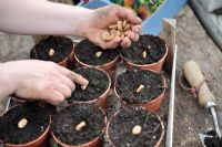 Woman sowing broad bean seeds into 3.5 inch pots on the potting bench, February