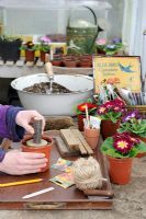 Womans firming compost at a potting bench work station in early spring with Polyanthus, seed packets and other tools and equipment