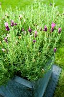 Lavandula stoechas - French Lavender in lead pot. Muswell Hill, London