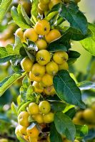 Malus x zumi var calocarpa 'Golden Hornet'