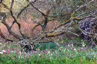 Hamamelis with knarled and twisted branches, with carpet of Anemone blanda, Fritillaria meleagris and Diervilla sessilifolia - Bush Honeysuckle. Sharcott Manor, Wiltshire 