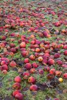 Fallen Apples rotting on lawn with frost
