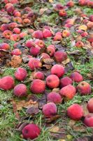 Fallen Apples rotting on lawn with frost
