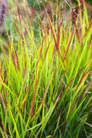 Panicum virgatum 'Rehbraun' 