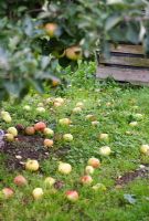 Malus - Apple 'Bramley's Seedling'