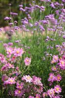 Anemone hupehensis var. japonica 'Prinz Heinrich' and Verbena bonariensis