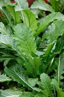 Brassica 'Sheurifong Improved' - Mustard overwintered greenhouse crop in February from a September sowing