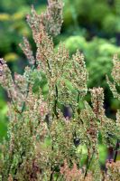 Rumex scutatus seed heads - Buckler Leaf, also known as Sorrel