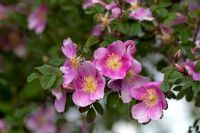 Rosa pimpinellifolia 