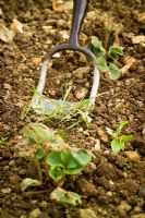 Hoeing weeds in between strawberry plants with a push or Dutch hoe