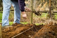 Planting bare rooted raspberry canes in a trench using a taut line of string to mark the row