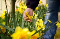 Deadheading daffodils by removing spent flowers so they don't form seed