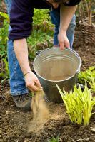 Adding powdered fertiliser to a border at the start of the growing season.