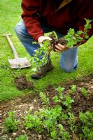 Dividing a perennial herb, mint, by digging up, splitting into sections and replanting