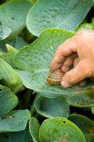 Picking snails off Hosta leaves