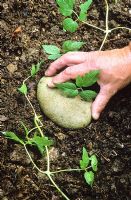 Layering a clematis. Weighing down a stem with a stone to keep it in contact with the soil