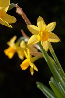 Narcissus 'Tete a Tete'